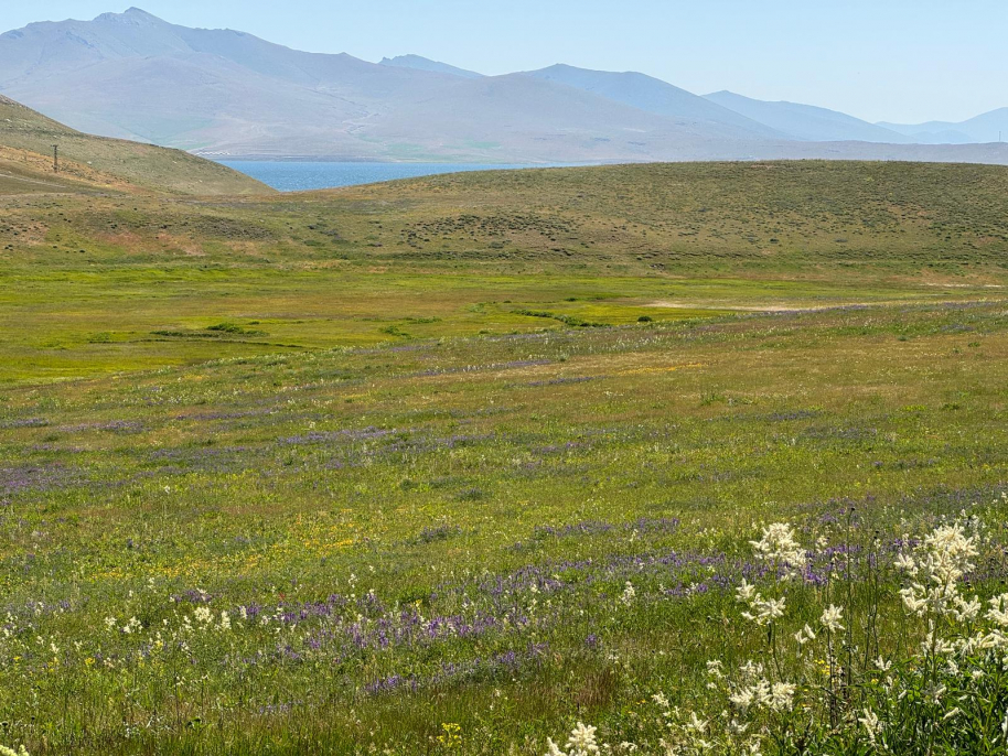 Ağrı’nın saklı güzelliği Balık Gölü, çiçeklerle yeniden doğuyor 4