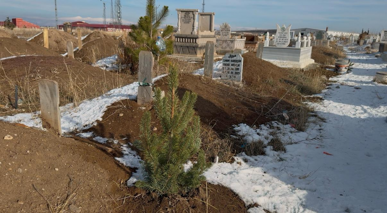 Ağrı Şehir Mezarlığı'nda her mezar başına bir çam ağacı