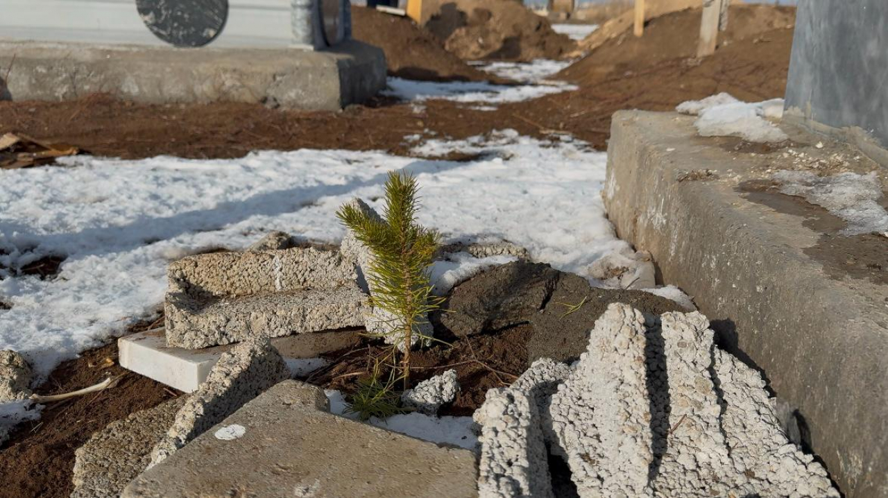 Ağrı Şehir Mezarlığı'nda her mezar başına bir çam ağacı