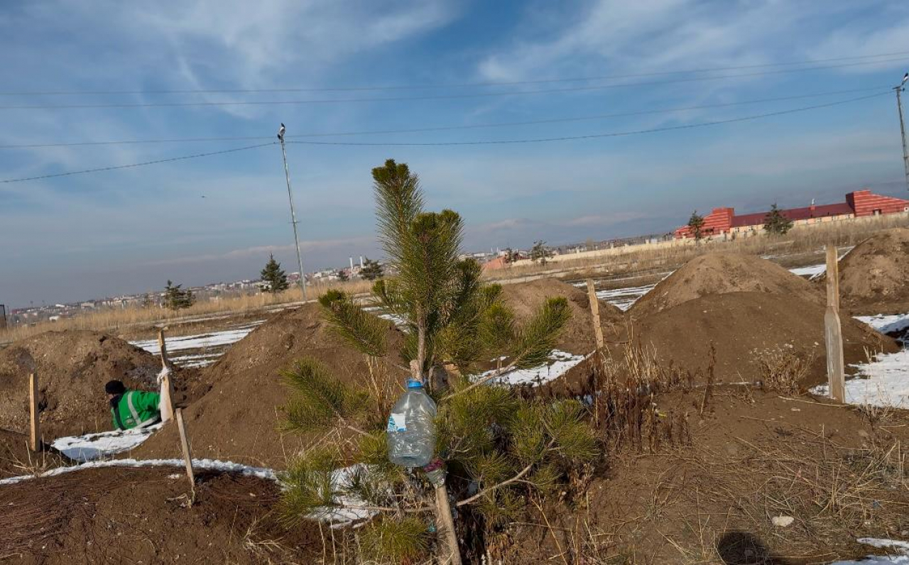 Ağrı Şehir Mezarlığı'nda her mezar başına bir çam ağacı