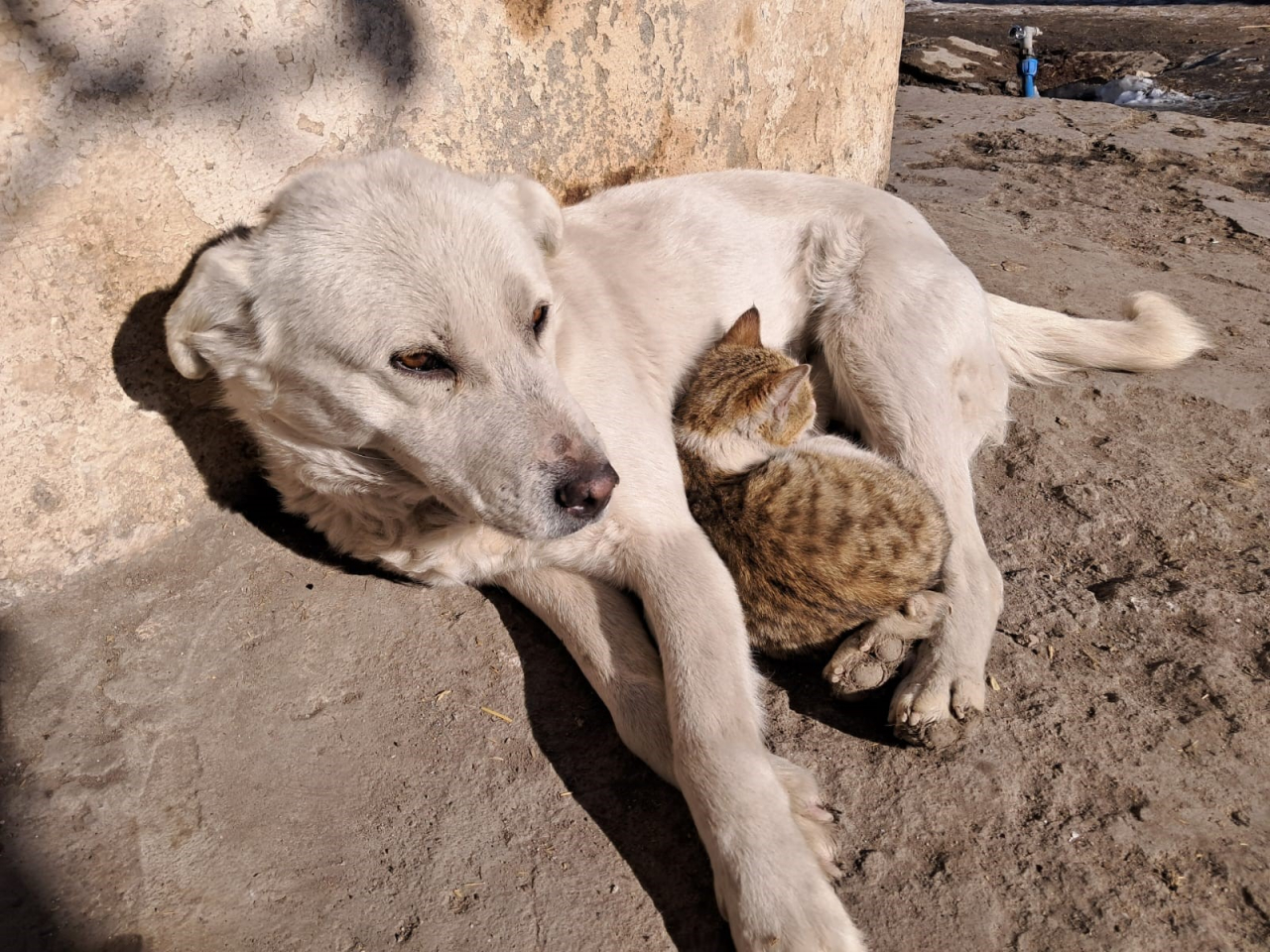 Kars'ta kedi ve köpeğin dostluğu içleri ısıttı