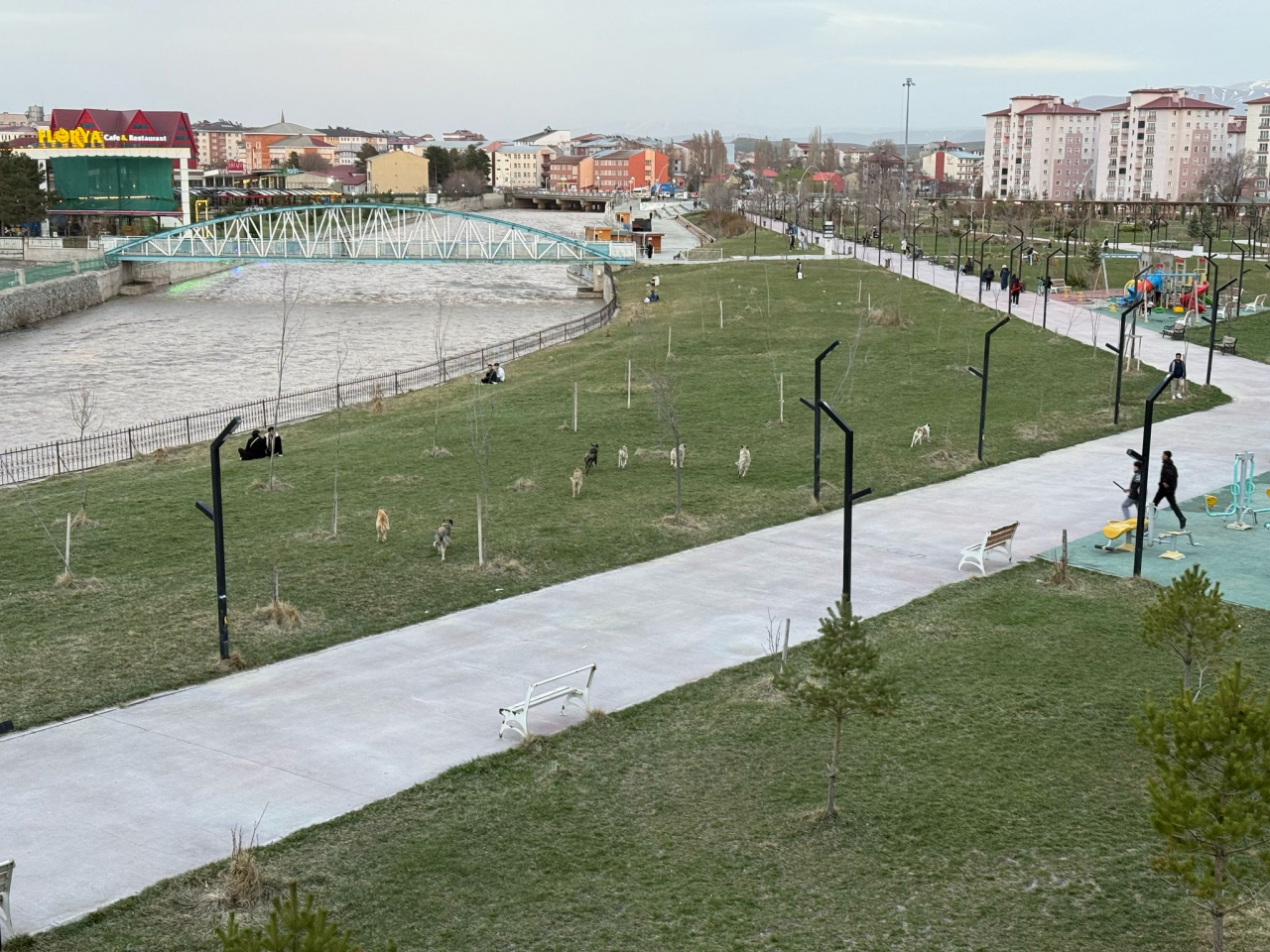 Ağrı Millet Bahçesi'nde köpek sürüsü görüntülendi