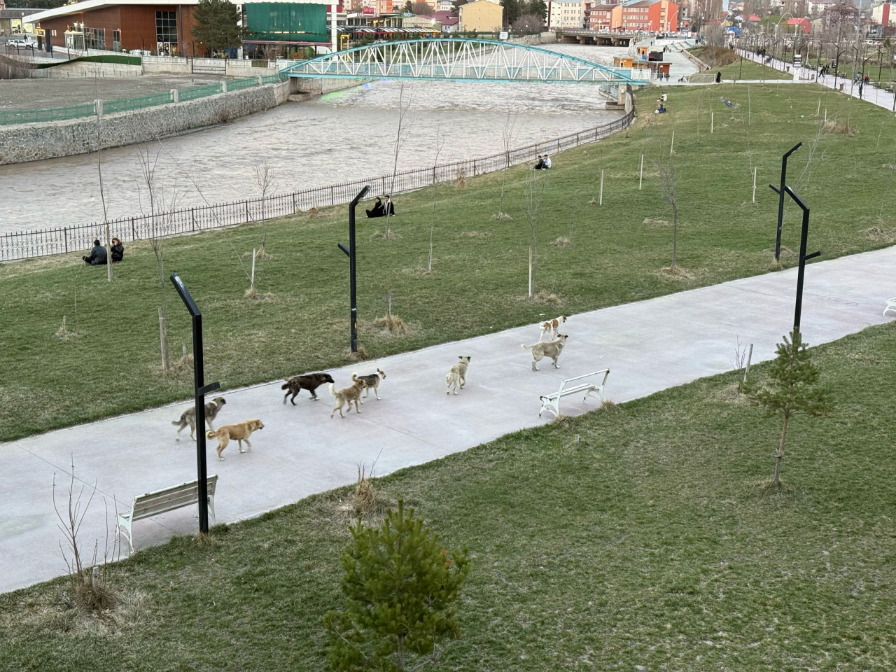 Ağrı Millet Bahçesi'nde köpek sürüsü görüntülendi