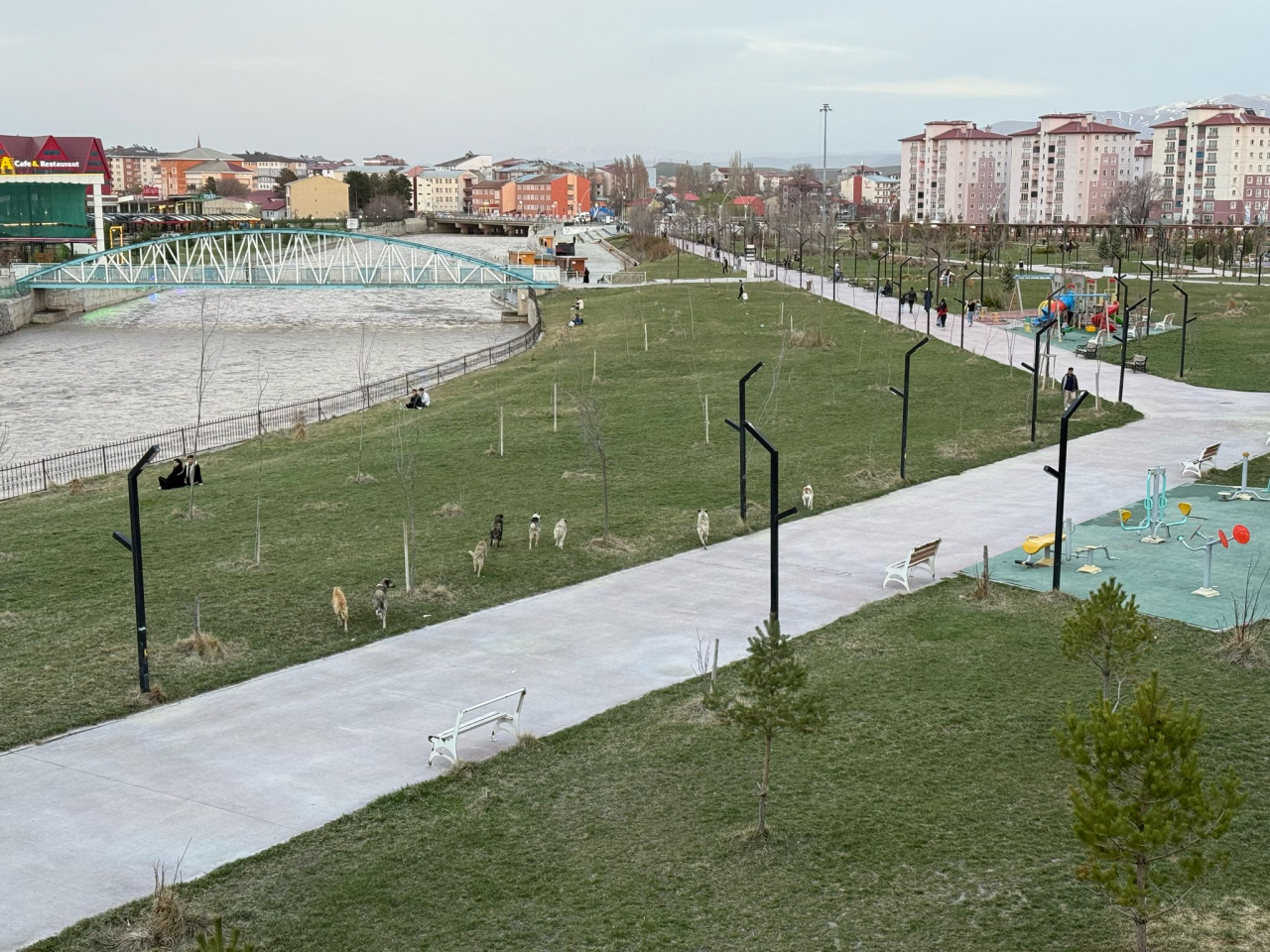 Ağrı Millet Bahçesi'nde köpek sürüsü görüntülendi