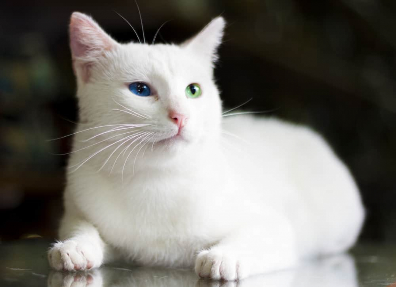 Van'da Gezilecek En Güzel Yerler