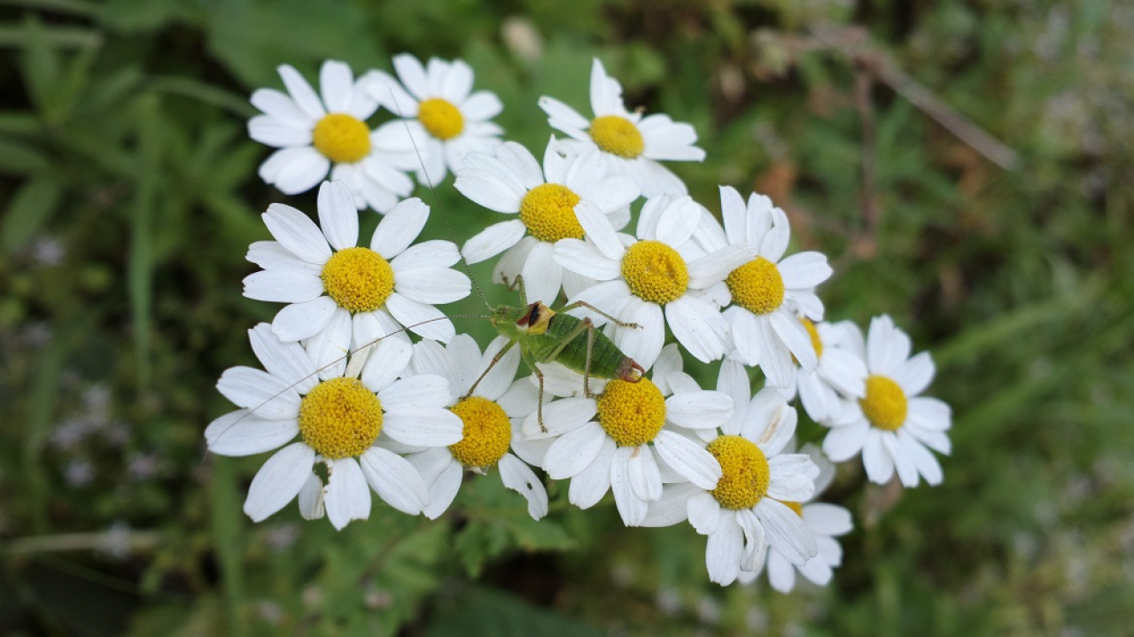 Erzurum Gezilecek Yerler: En Popüler 60+ Durak Noktası!