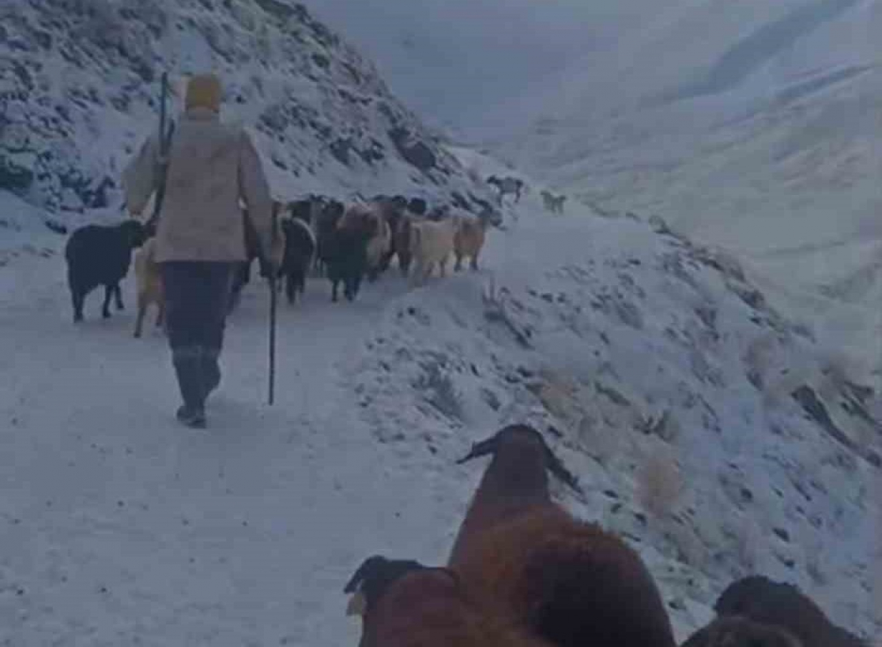 Ağrı'nın ilçelerinde hayvanlarını otlatmaya çıkaran köylüler tipiye yakalandı