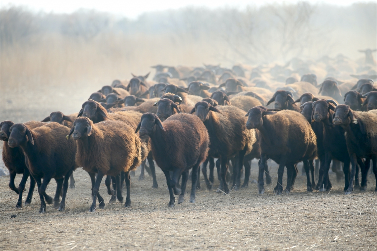 Ağrı Dağı eteklerindeki çiftlikte kuzu bereketi bekleniyor