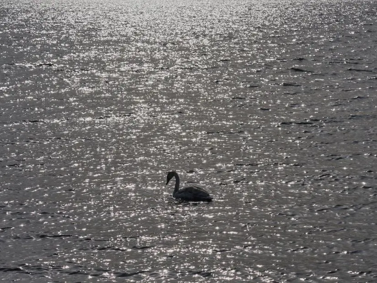 Ağrı'nın En Tanınmış Özellikleri: Şehrin İkonik Unsurları ve Tarihi Zenginlikleri