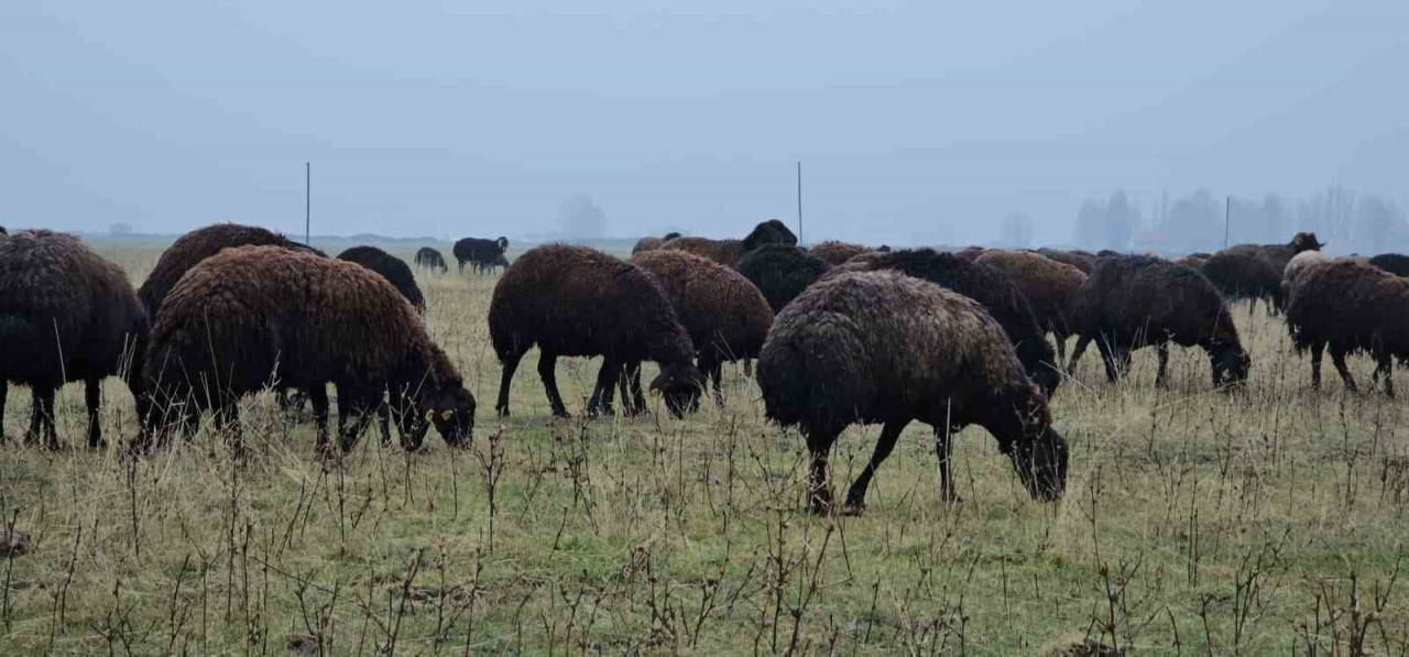 Muş'ta mevsim normalleri üzerindeki sıcaklık besicilere yaradı, saman tasarrufu sağladılar