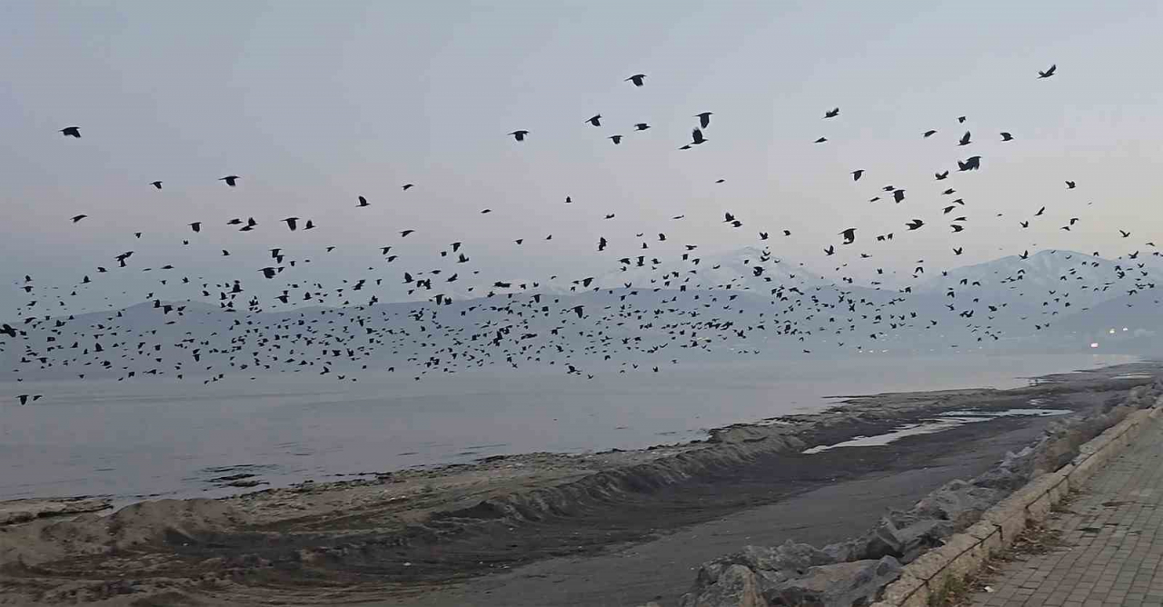Tatvan'da Binlerce Karganın Gökyüzünü Kararttığı Şaşırtan Doğa Olayı