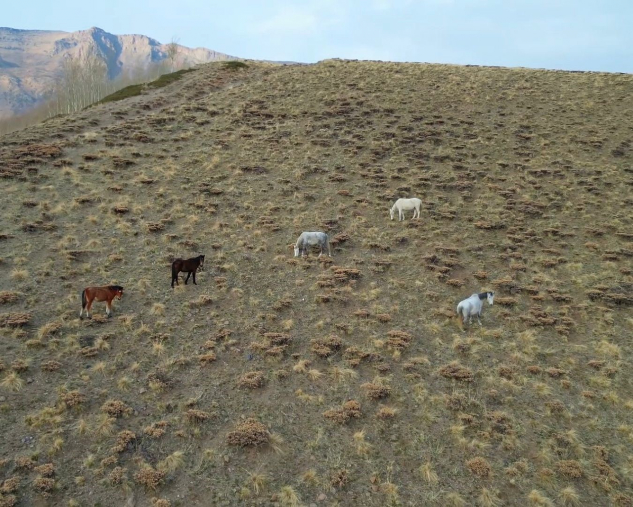 Kışın doğaya bırakılan at ve eşekler, Van'da trafik kazalarına neden oluyor