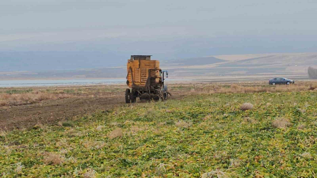 Adilcevaz'da Şeker Pancarı Hasadı Yoğun Tempoda Devam Ediyor